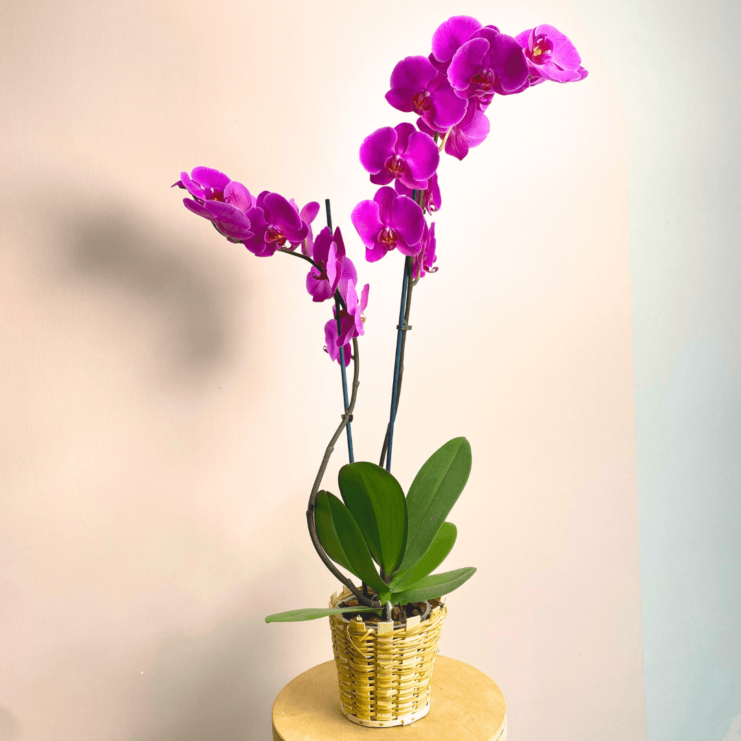 Orkide Mavi Fuşya Dallı İthal (Phalaonepsis)