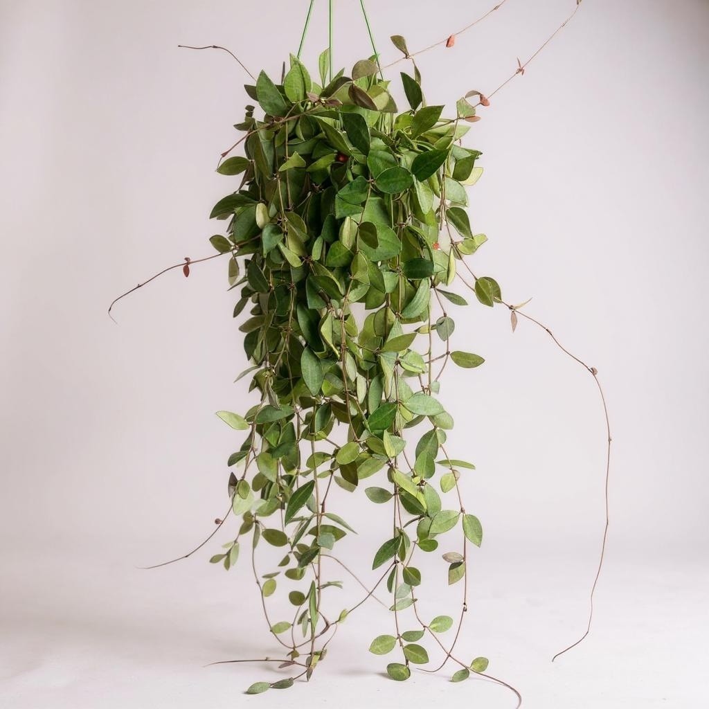 Hoya Carnosa 