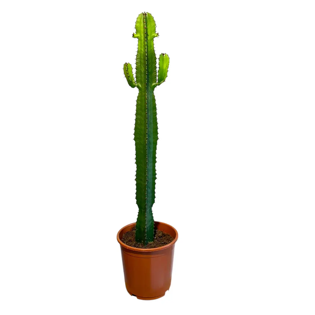 Euphorbia Acrurensis Kaktus 80cm - Westernkaktus Im Produktbild-Vorschau 11
