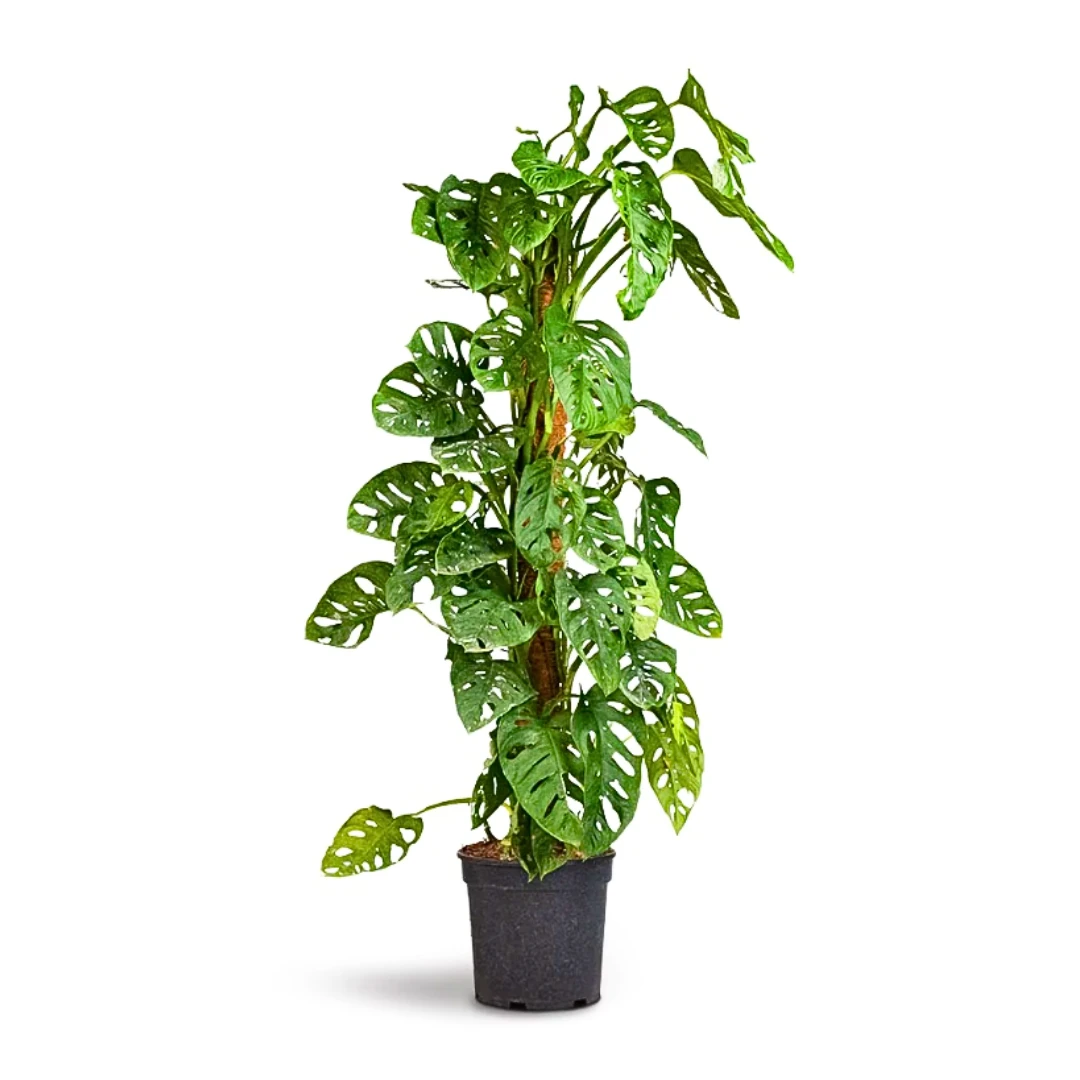 Monstera Monkey Mask Adansonii Yosun Çubuklu (Deve Tabanı)