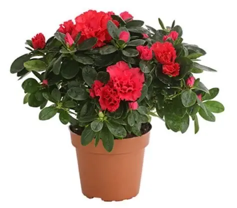 NilayFlowers
