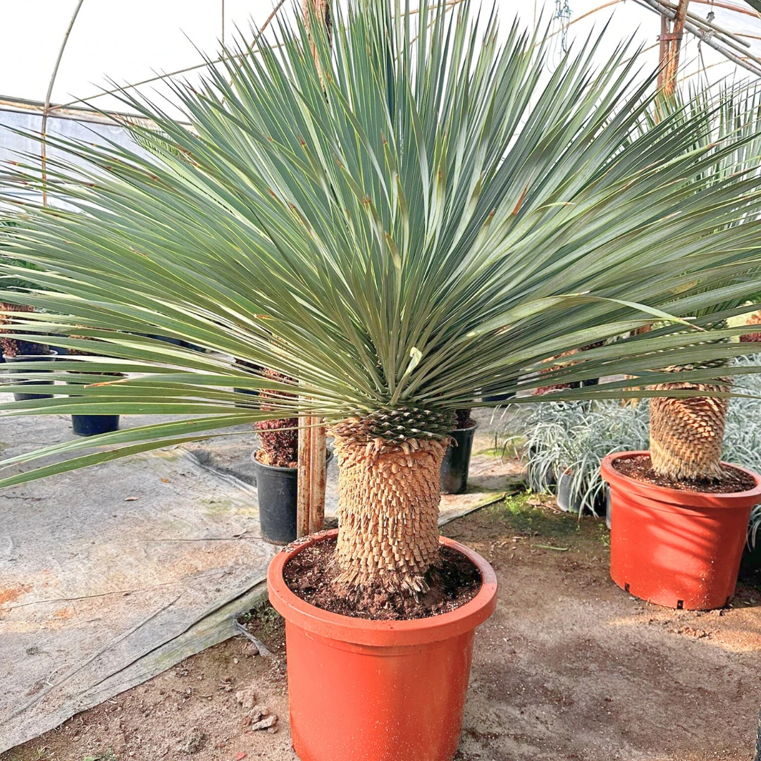 Yucca Rostrata- Mavi Yuka 130-140 cm 