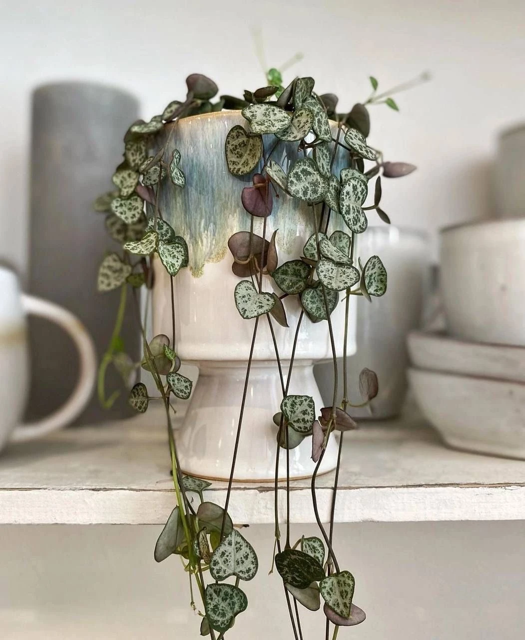 Kalp Kalbe Karşı Çiçeği (Ceropegia Woodi) XL 