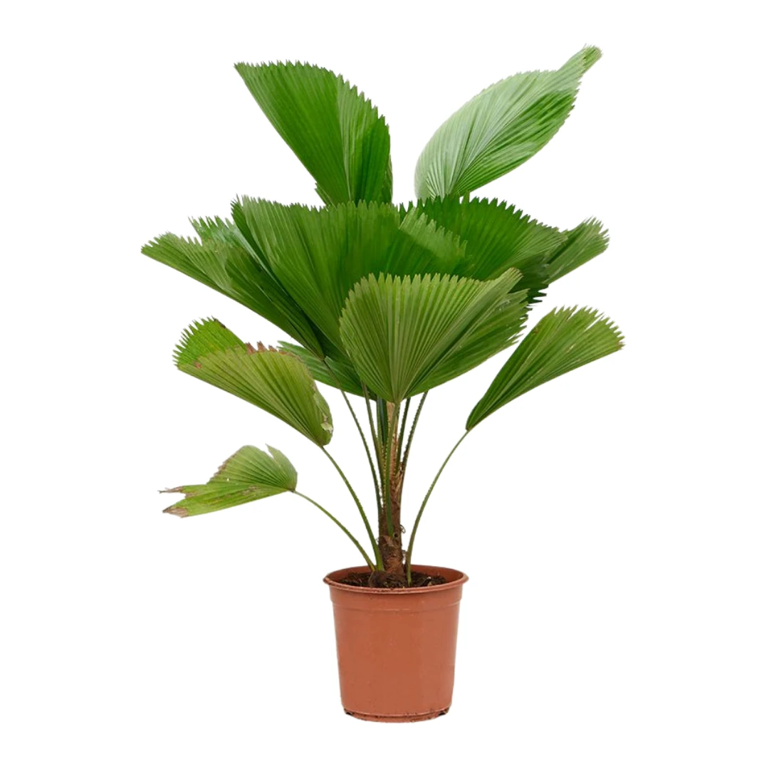 Licuala Grandis L-Yelpaze Palmiyesi 