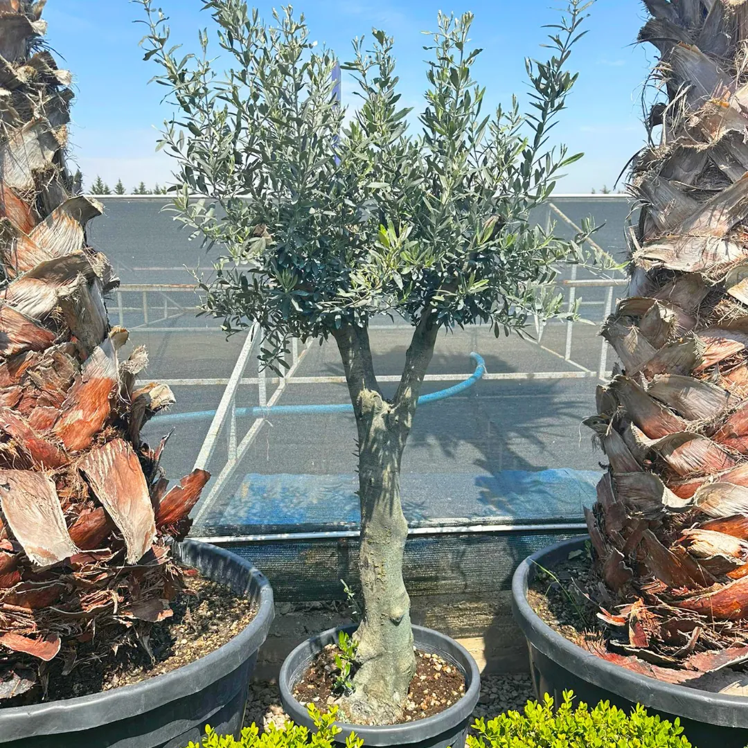 Zeytin Aac (Bonsai Form Budanm) 12-15 Ya