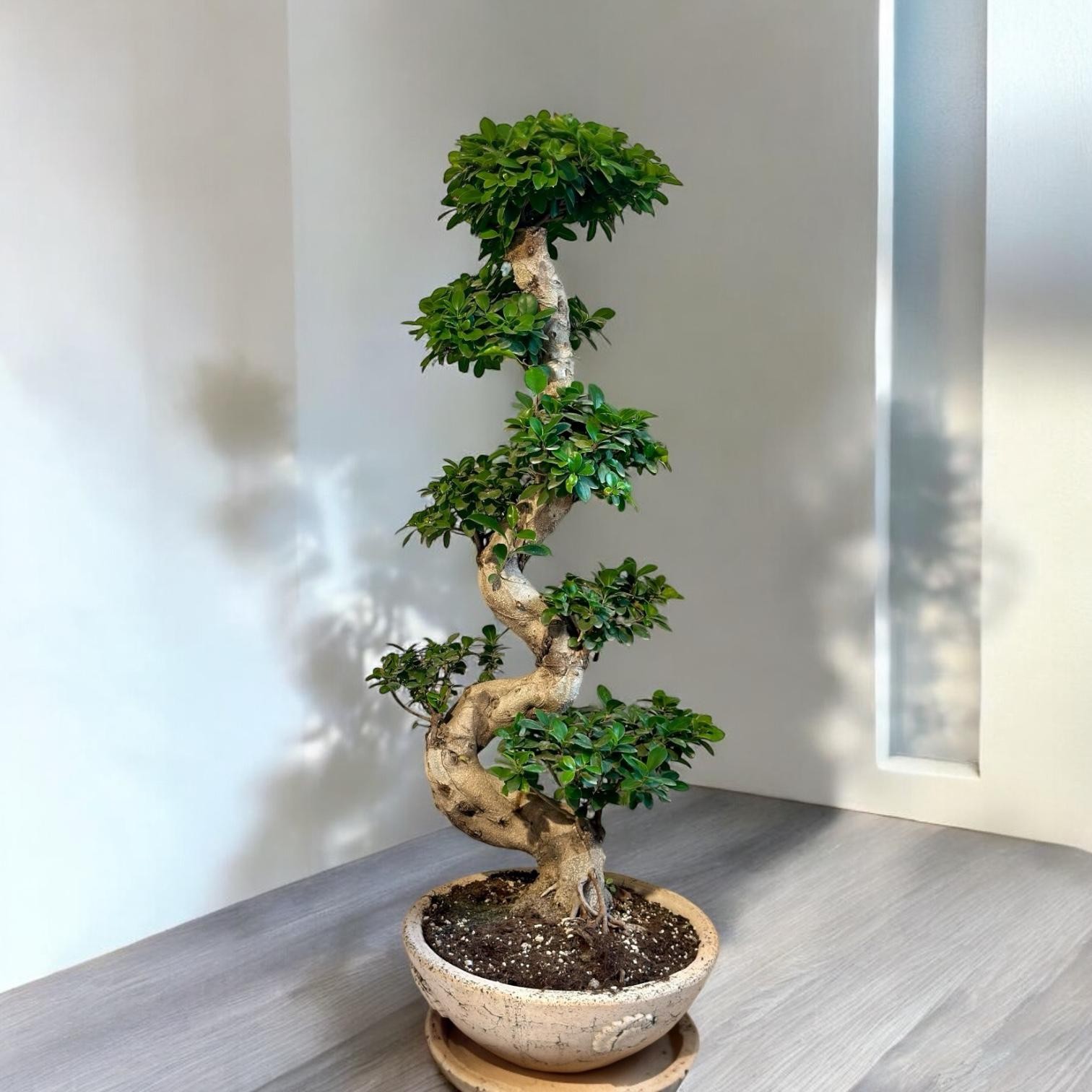 Bonsai Ficus S Shape 110-120 cm XL