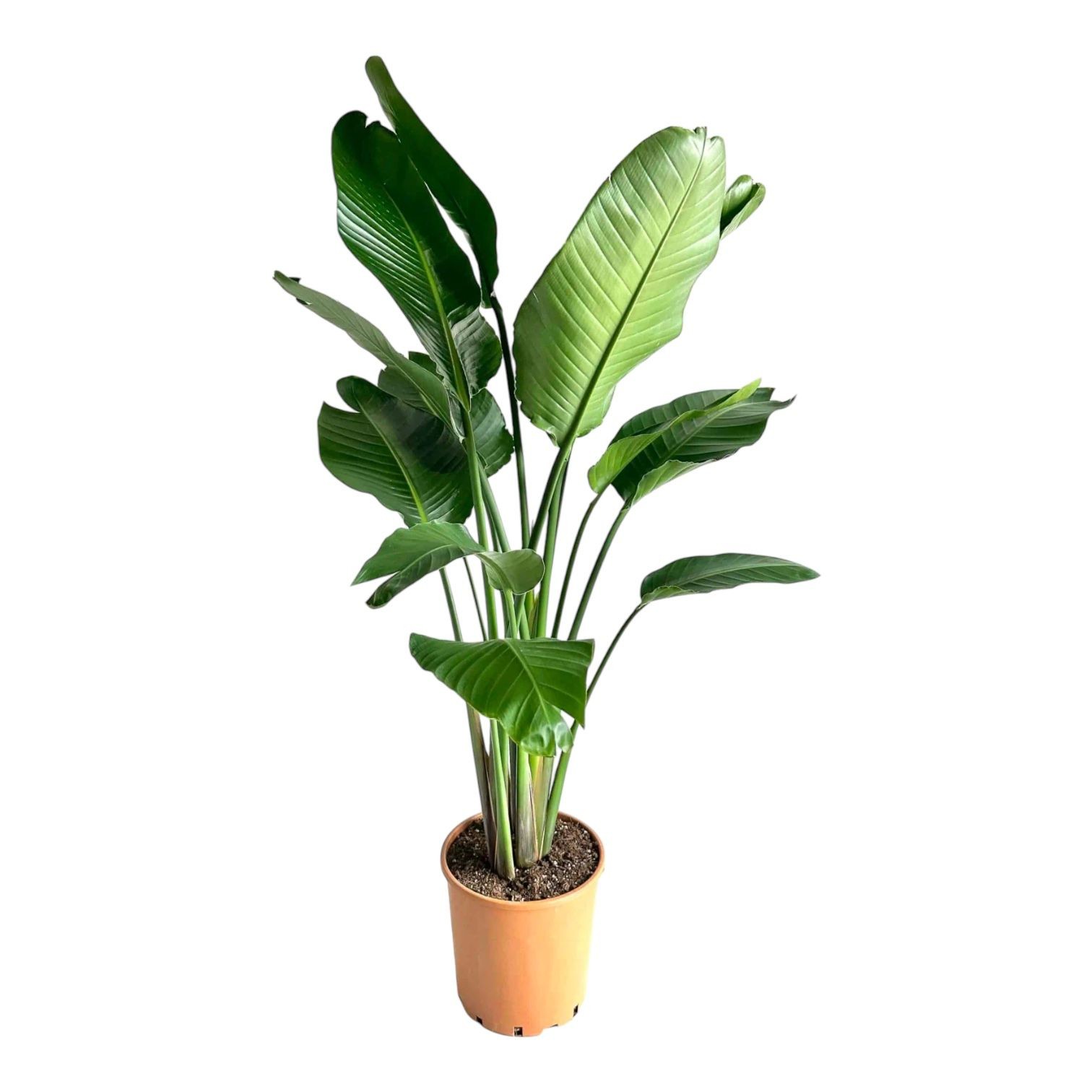 Strelitzia Nicolai Starliçe 3 Gövdeli 130-140 Cm