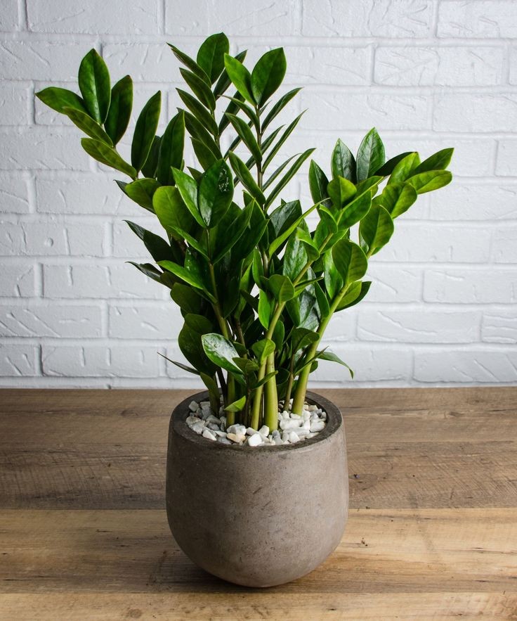 Zamia-Zeze Bitkisi 50-60 cm