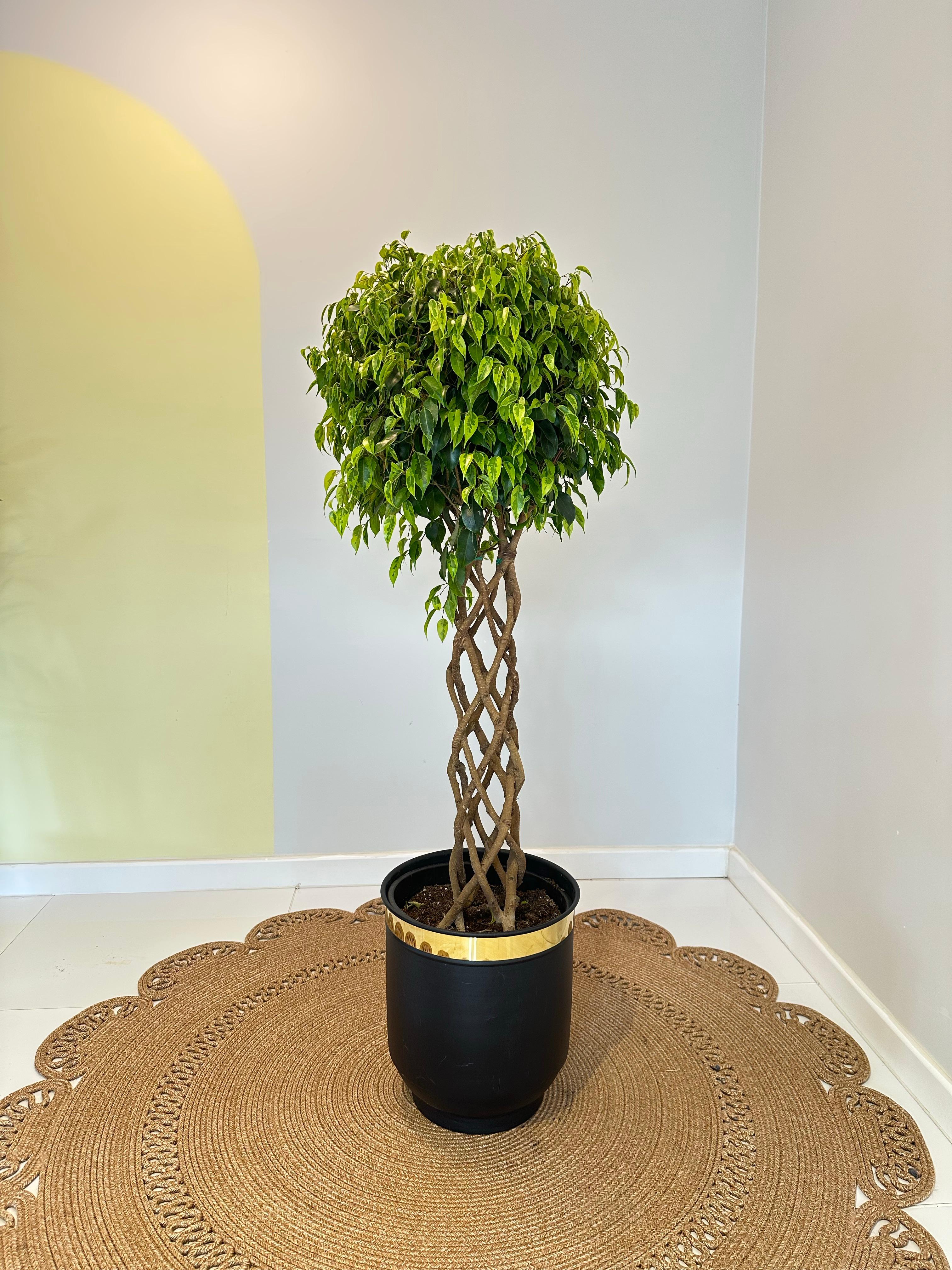 Örgülü Kafes Benjamin XL Ağlayan İncir Ağacı -Ficus Benjamin Anastasia 130-140 Cm