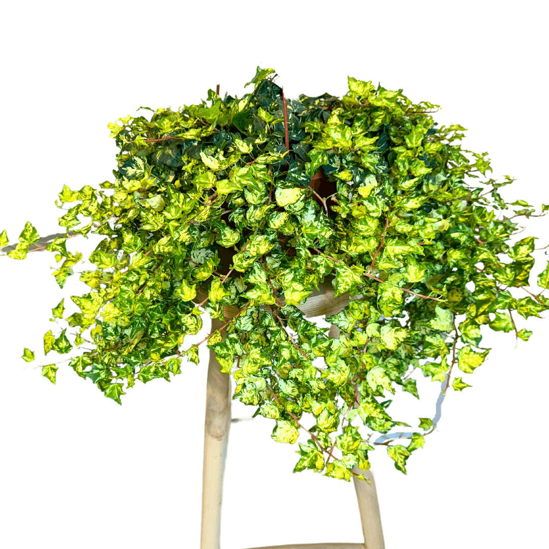 Hedera Helix Golden Jytte XL (Orman Sarmaşığı)