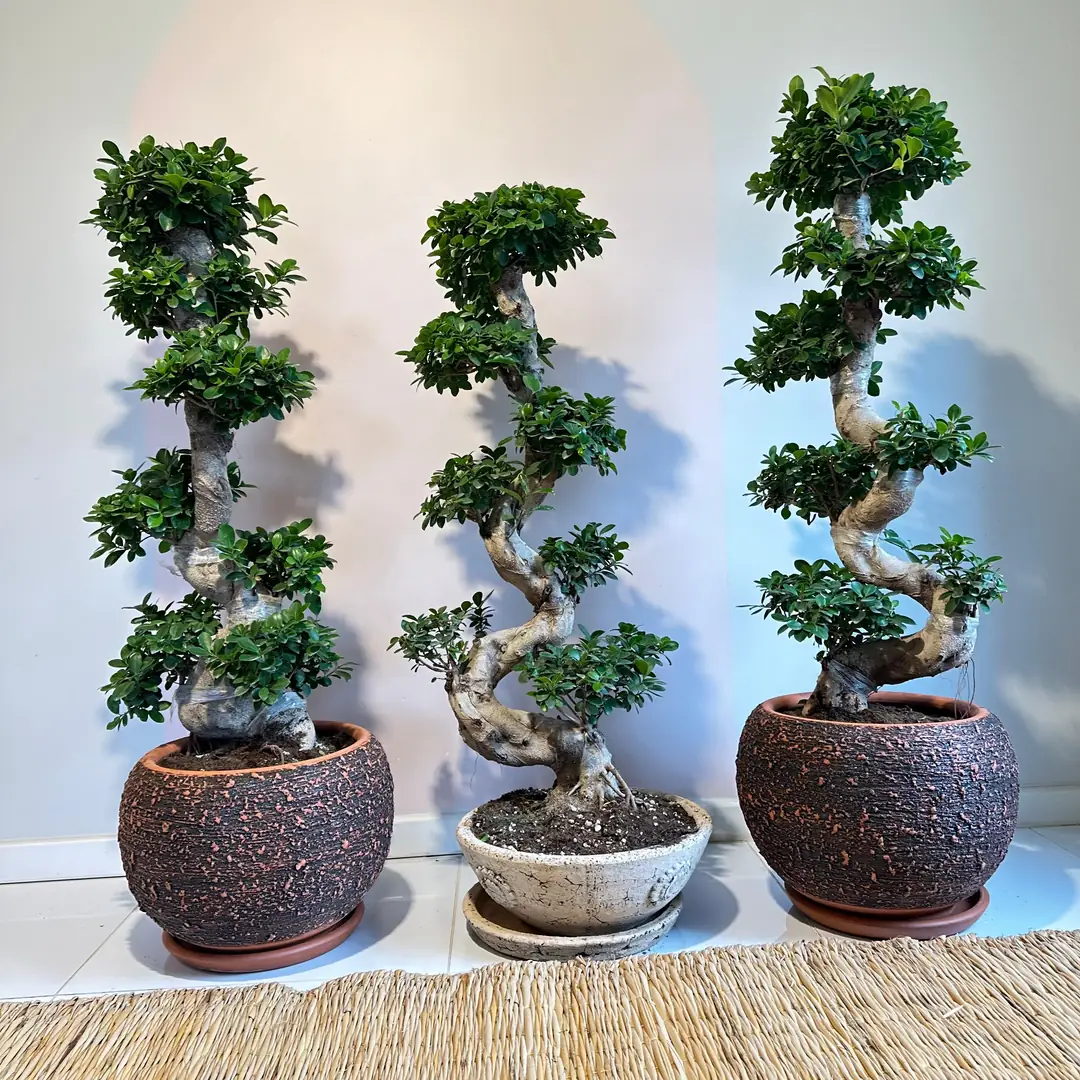 floristería bonsai Bonsai main image 1