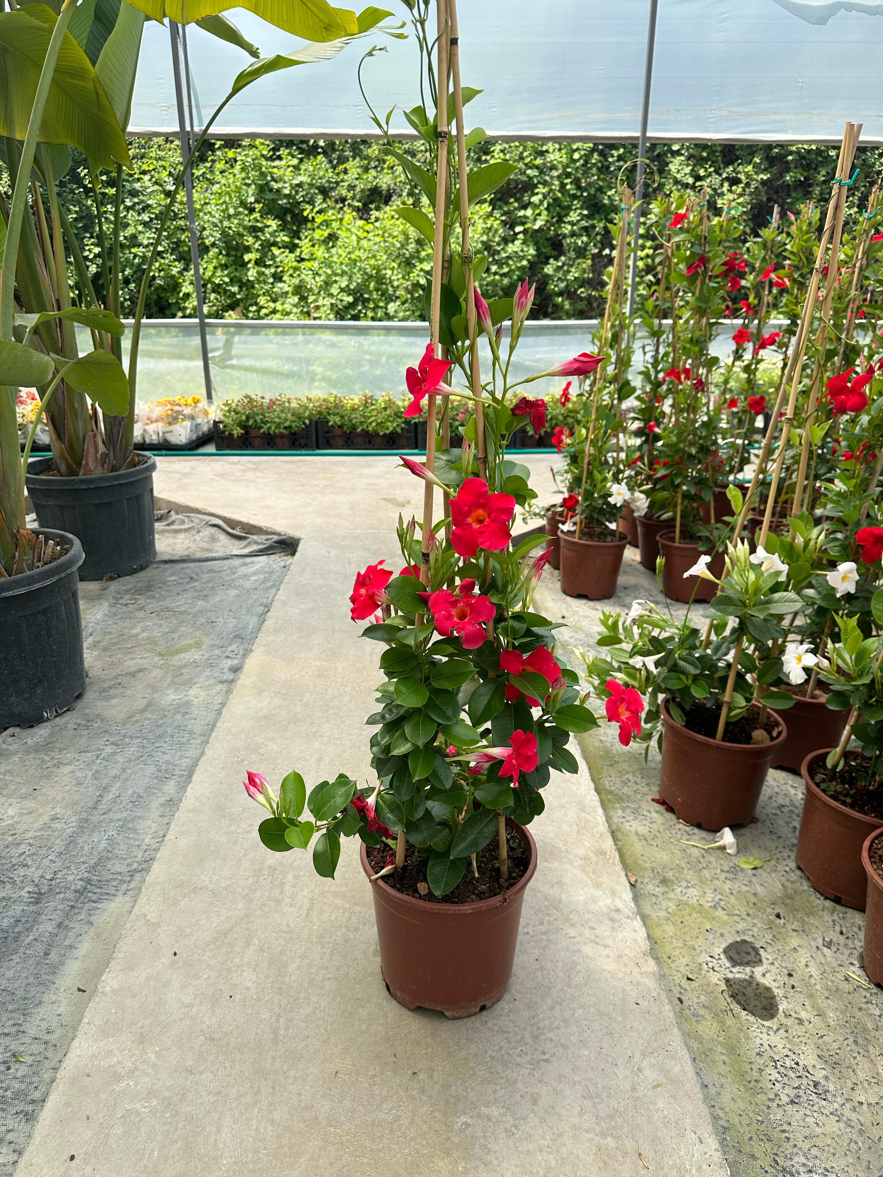 Mandevilla/Sandavilla Sarmaşık Kırmızı XL 130-140 cm