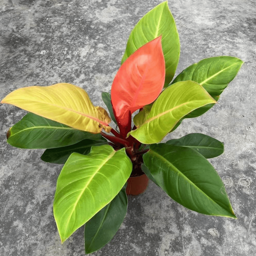 Philodendron Prince of Orange 