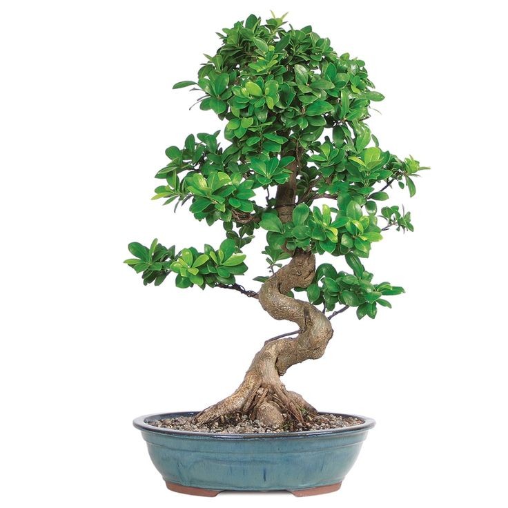 Bonsai Ficus S Shape 70-80 cm