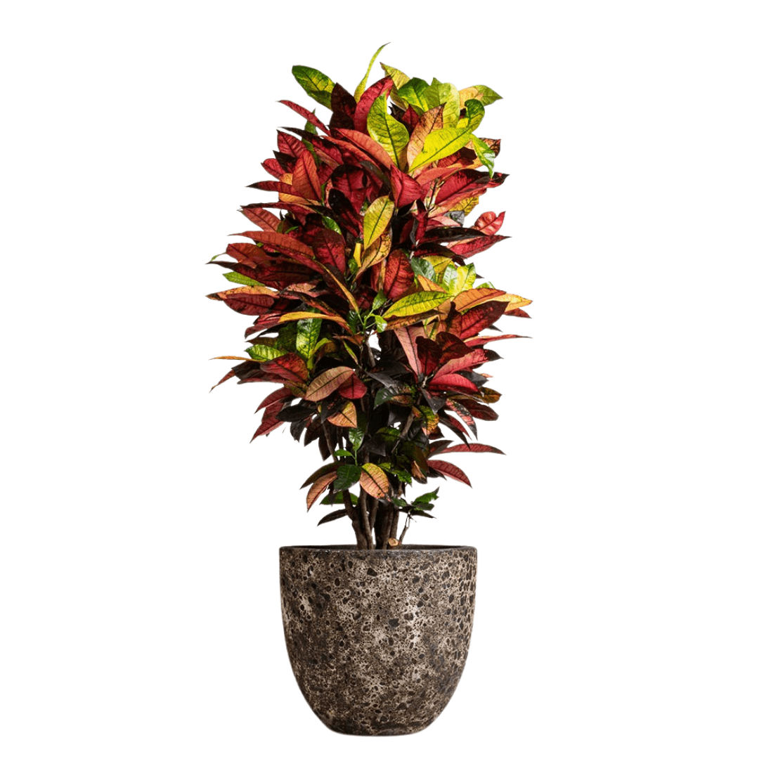 Croton Icetone (Kraton Anaç) 120-130 cm