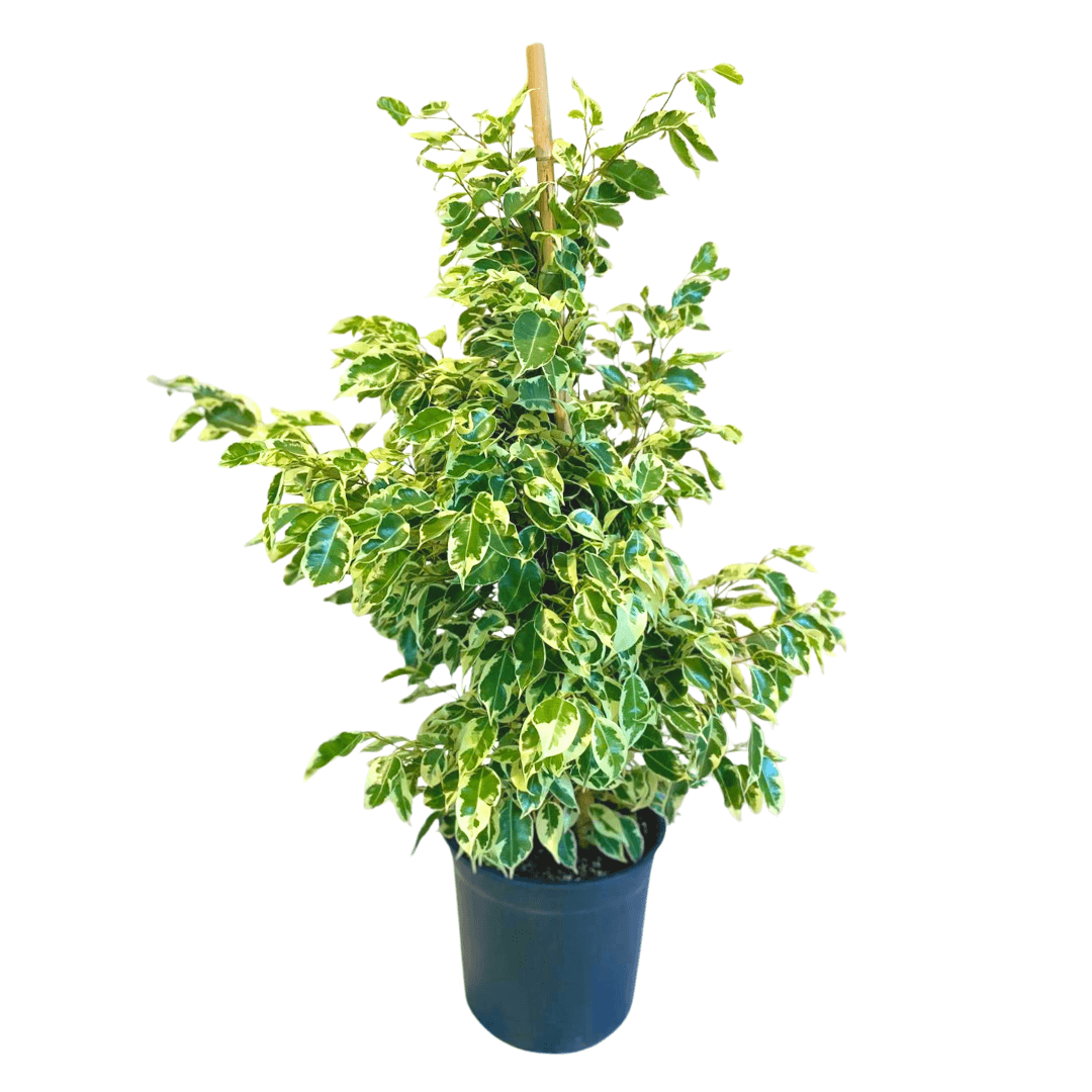 Benjamin Ficus Starlight 100-110 cm 
