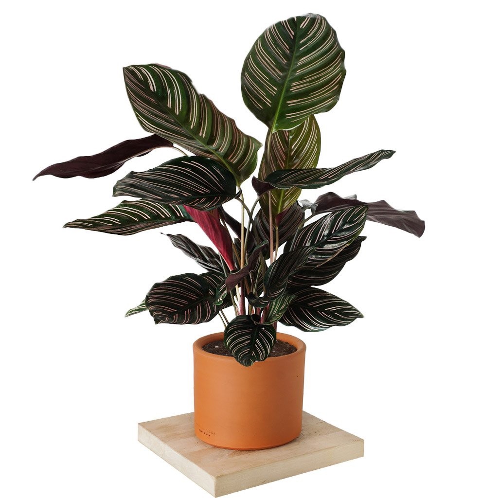 Calathea Ornata Sanderiana-Dua Çiçeği (40-50 cm)