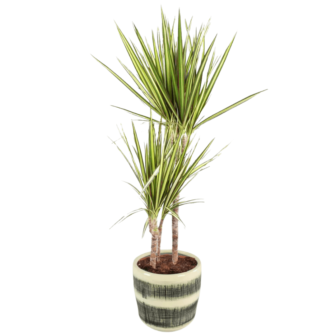 Dracaena Marginata Sunray (Madagaskar Dragon Ağacı) 2 Gövdeli 100 cm