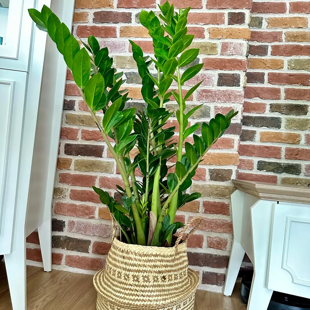 Zamia-Zeze iei 90-100 cm