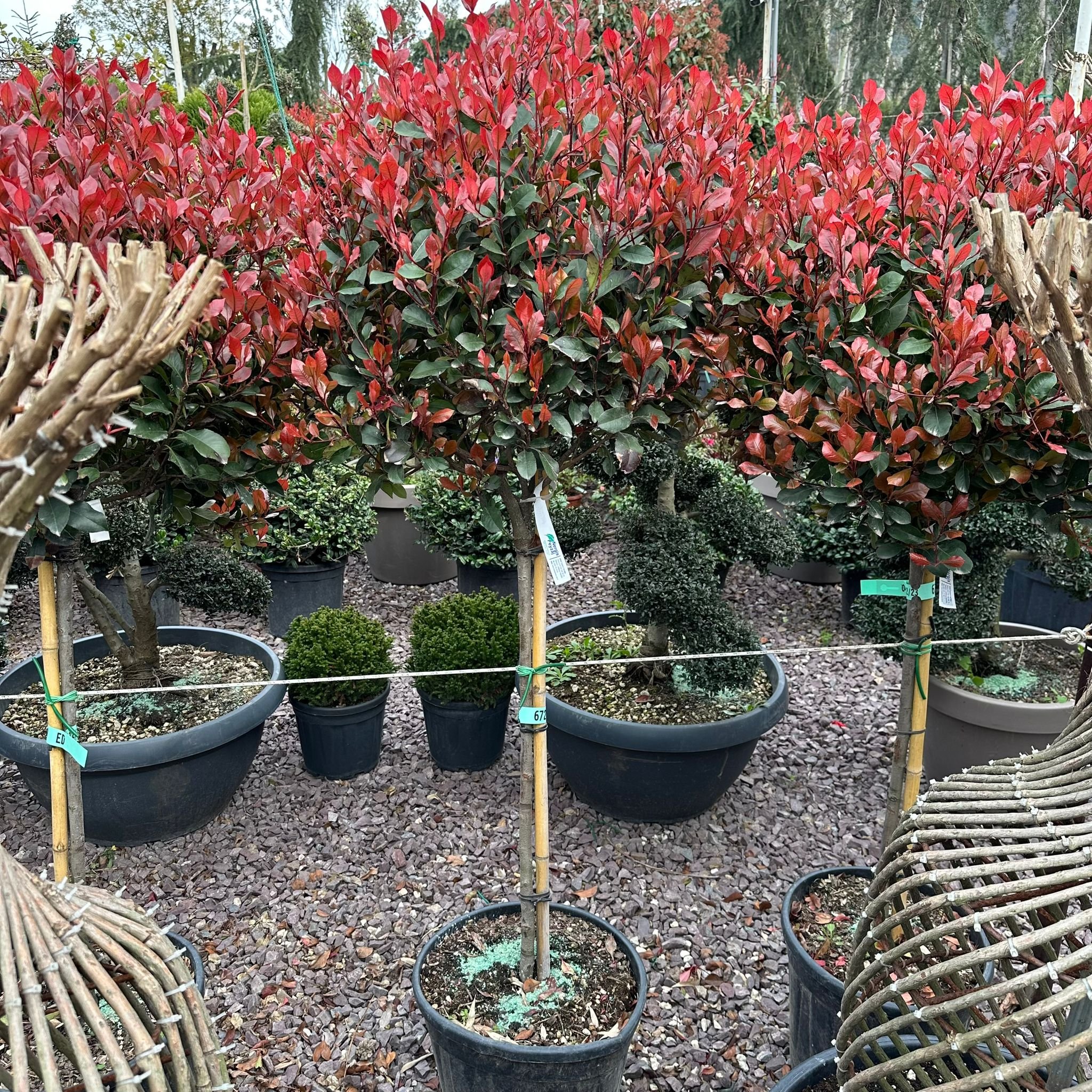 Photinia Red Robin Tijli