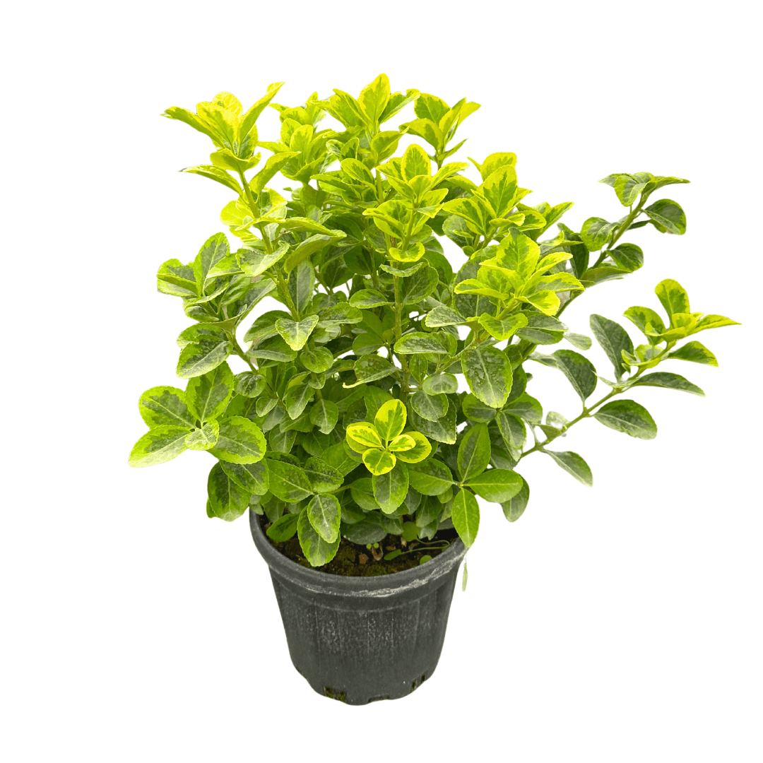 Gold Altuni Taflan 50 cm-Sarı Çit Bitkisi 5 Litrede