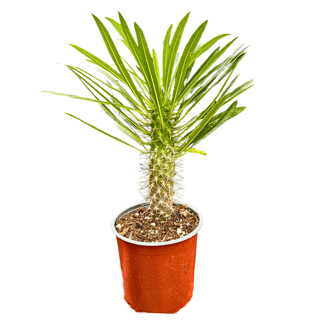 Madagaskar Palmiyesi (Pachypodium Lamerei) 35-40 cm