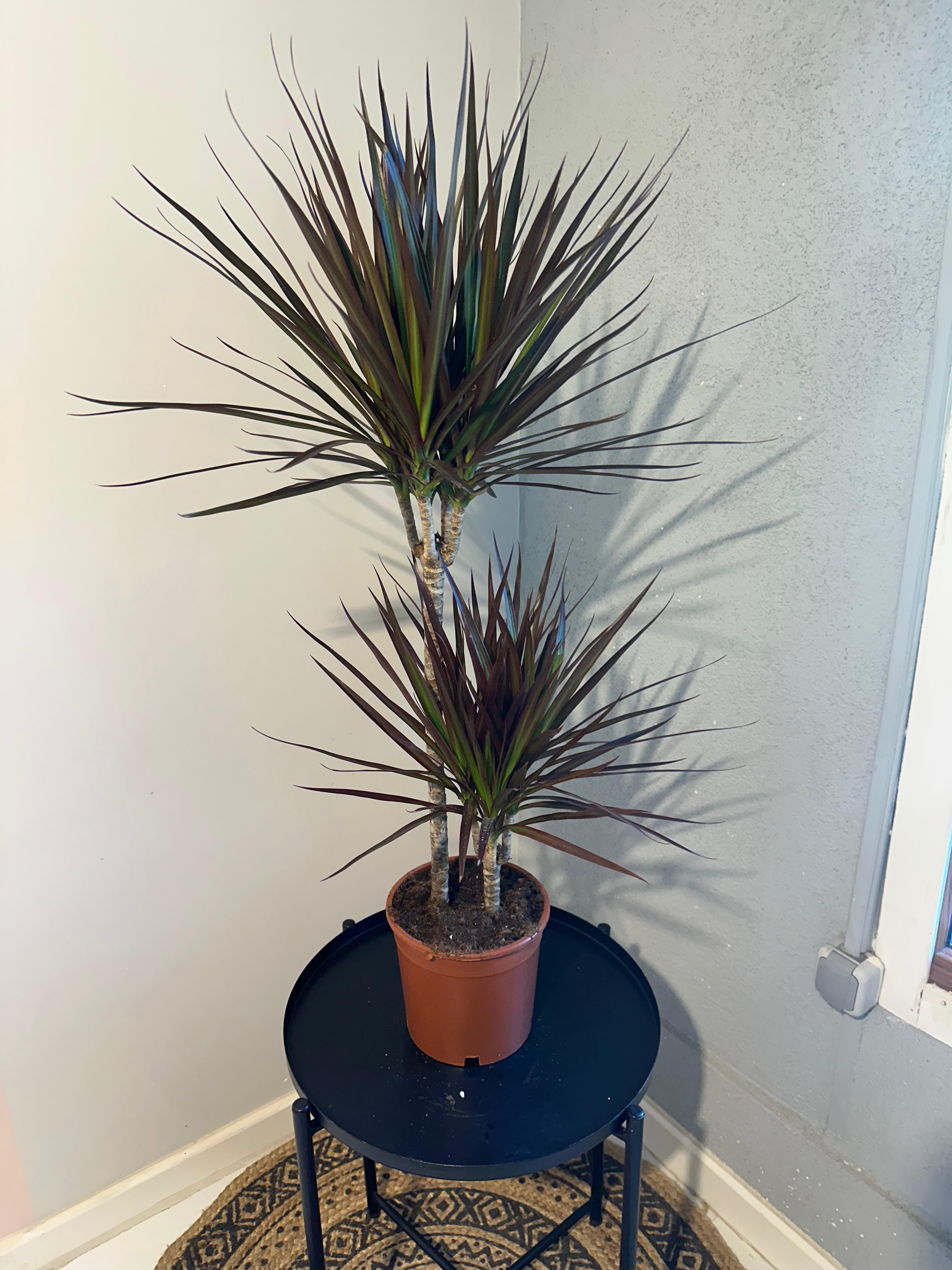 Dracaena Marginata Macenta (Madagaskar Dragon Ağacı Kızıl) 2 Gövdeli 100 cm