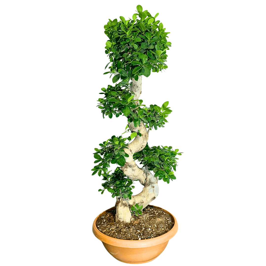 Bonsai Ficus S Shape 100-110 cm L