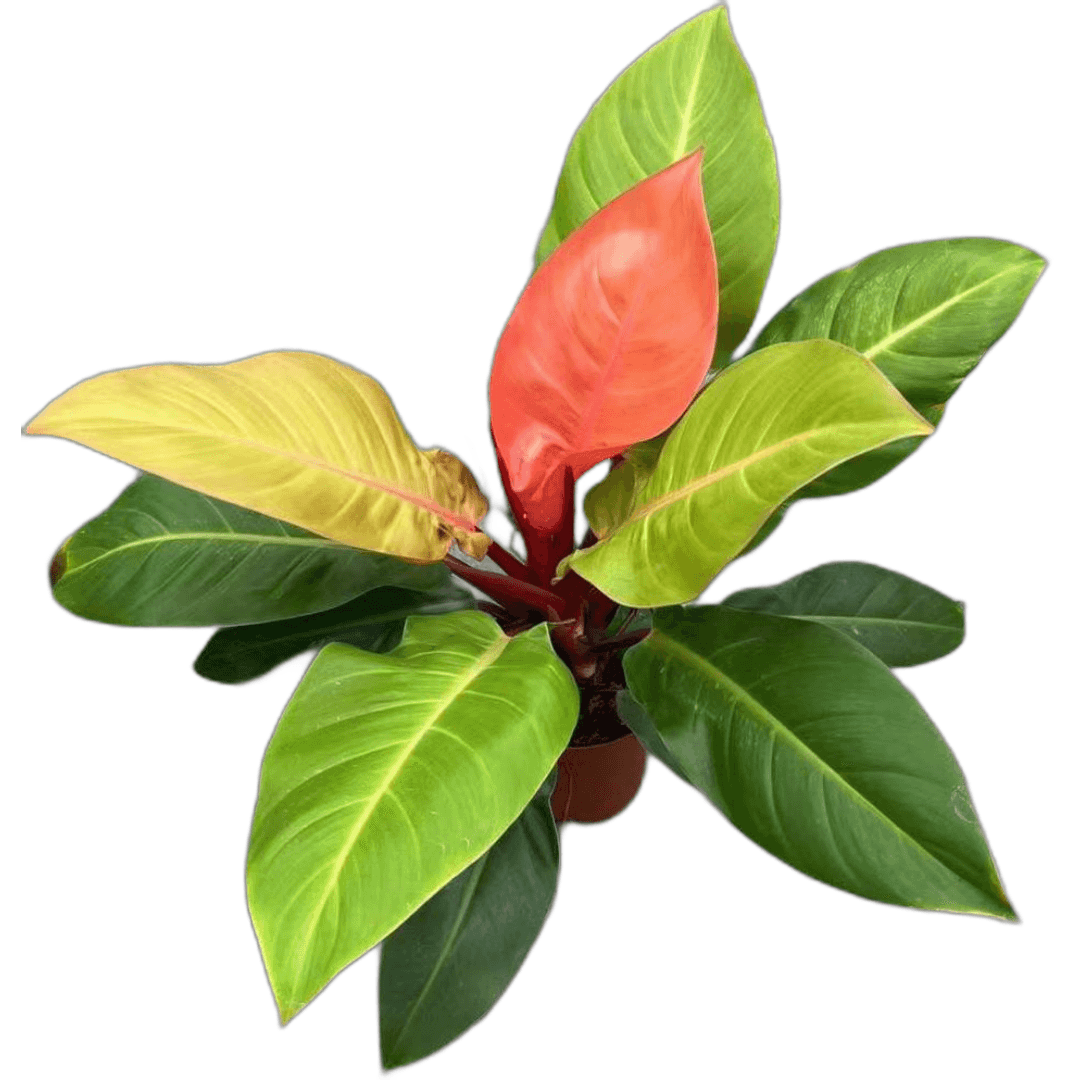 Philodendron Prince of Orange 