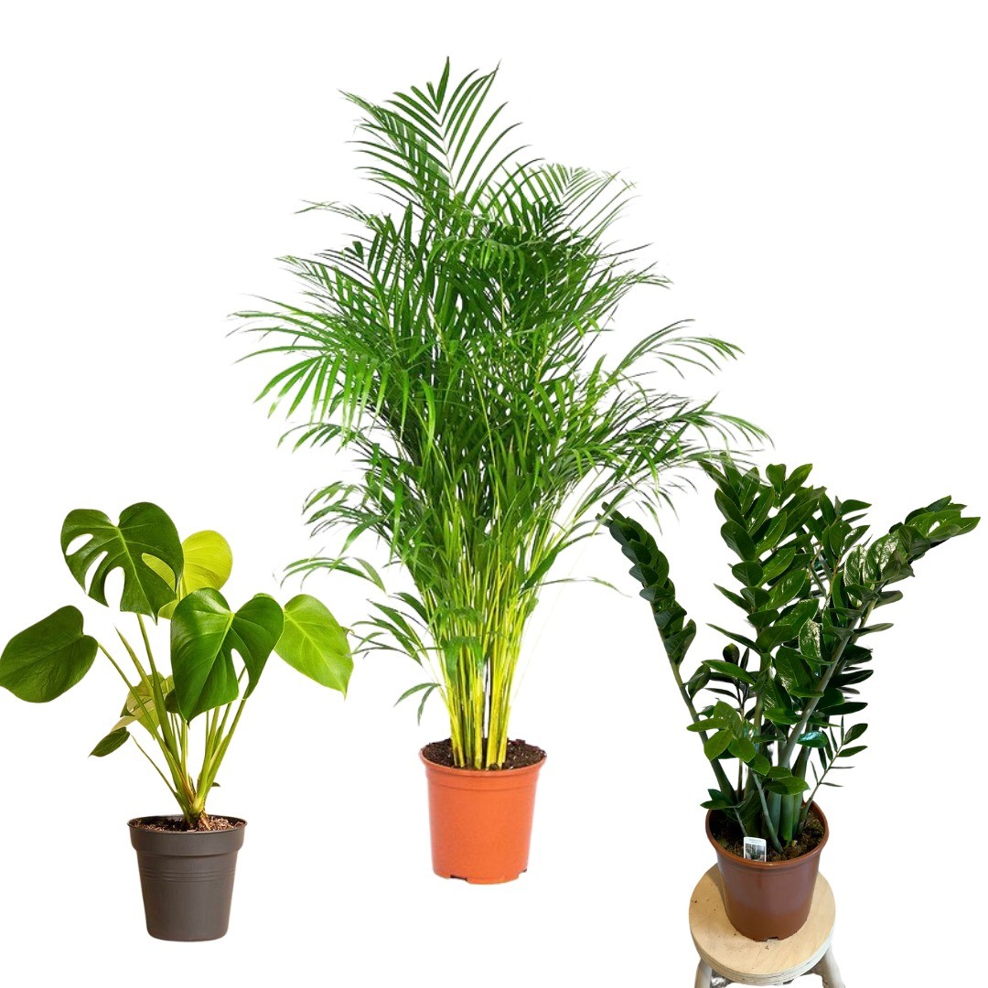 Üçlü Set (Areka Palmiyesi, Zamia Zeze, Monstera)