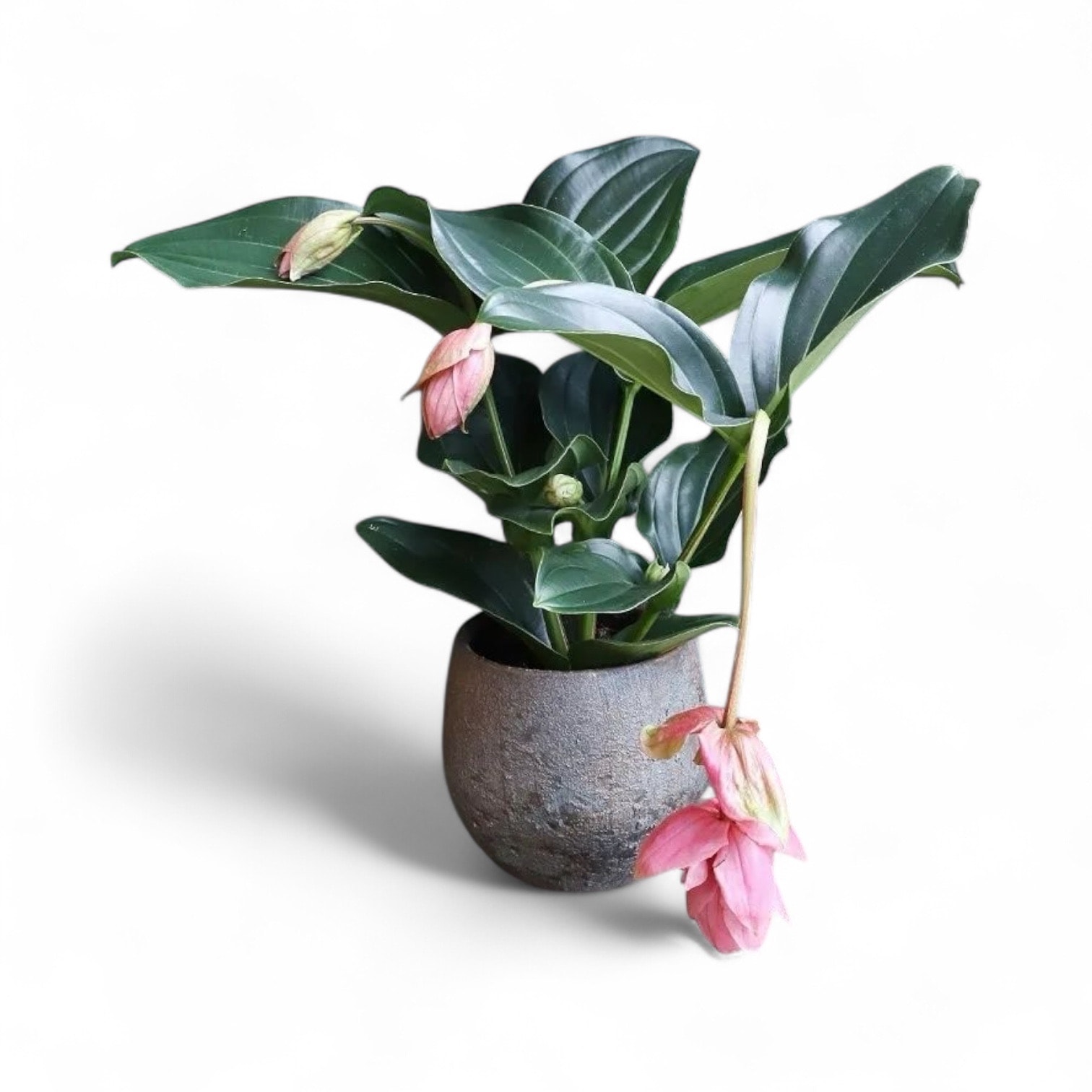 Medine Gülü (Medinella-Medinilla Magnifica)