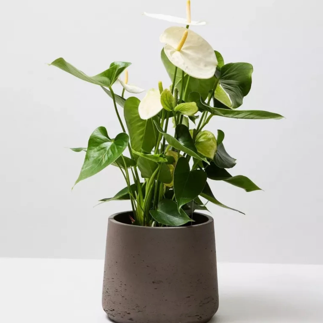 Anthurium Beyaz (Antoryum) 50-60 cm 