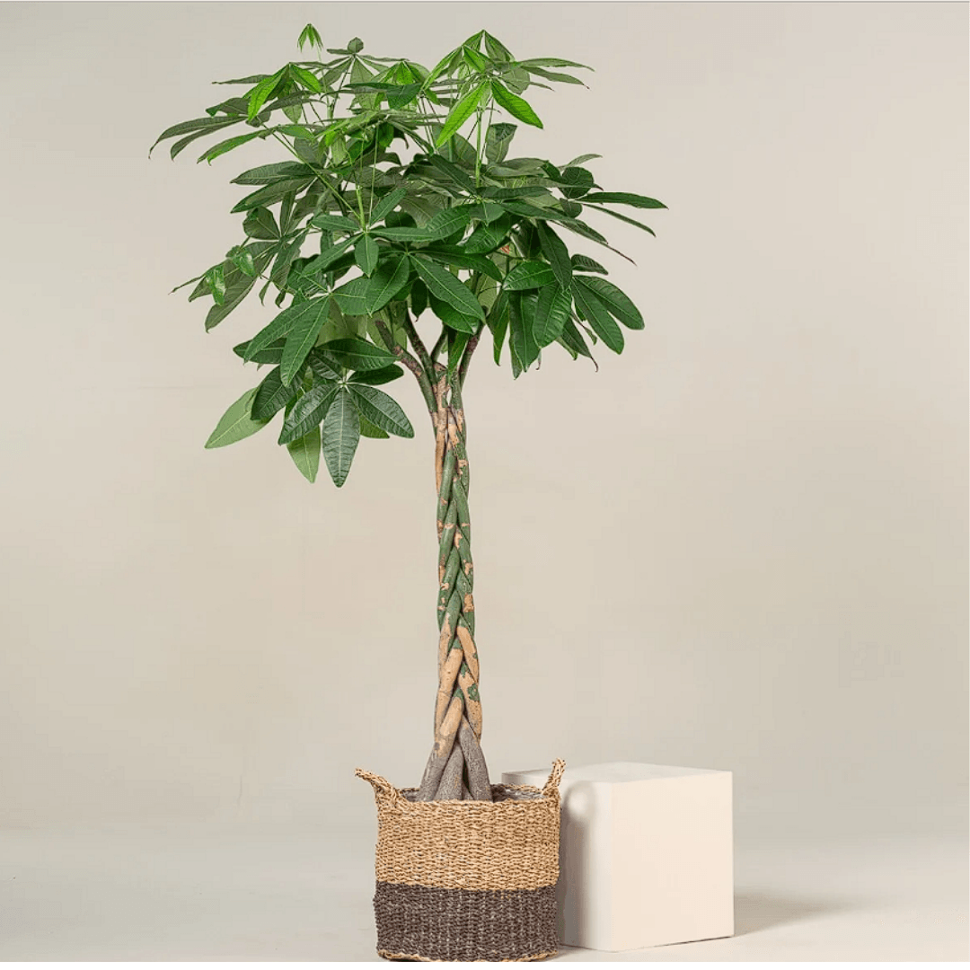 Pachira Aquatica XXL (Para Ağacı Kalın Gövdeli) 180-190 cm