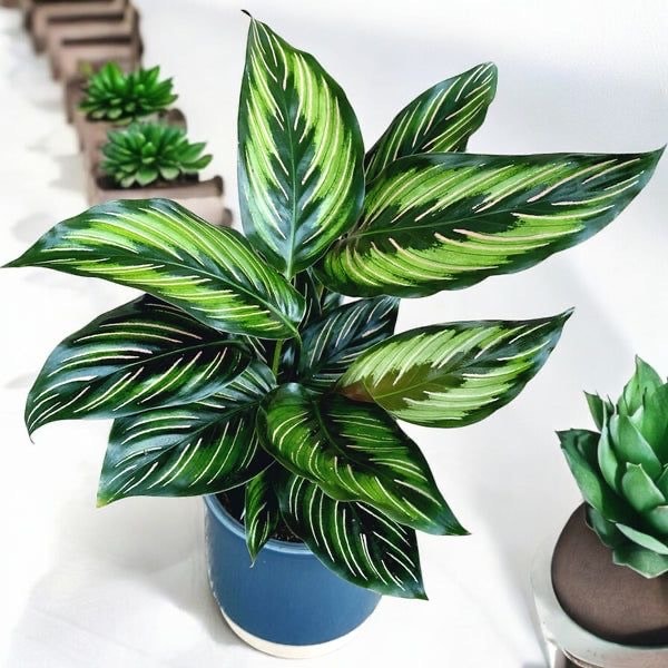 Calathea Beauty Star-Dua Çiçeği