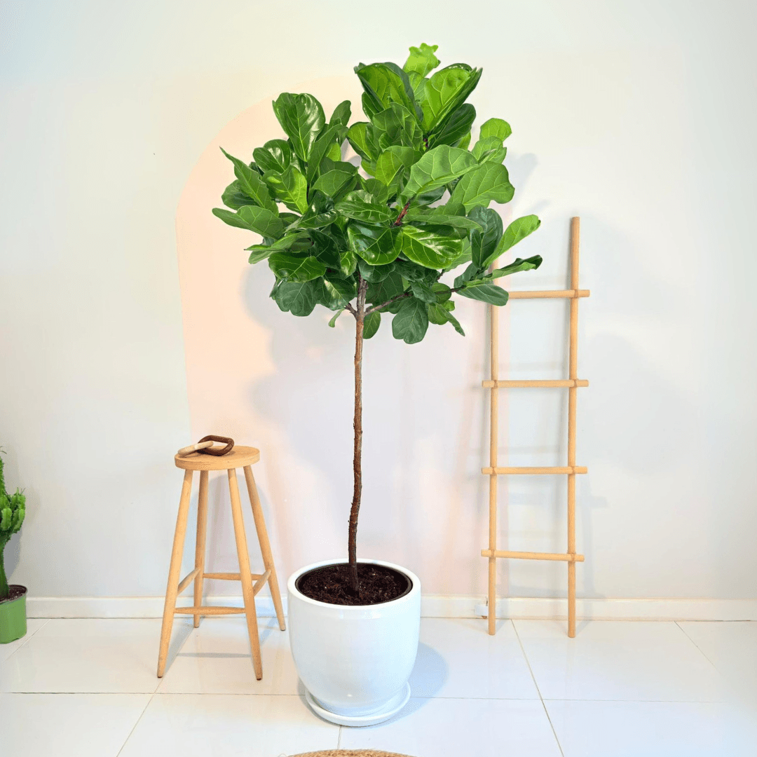 Lyrata Ficus-Tijli Keman Yapraklı Kauçuk ANAÇ 180-190 cm