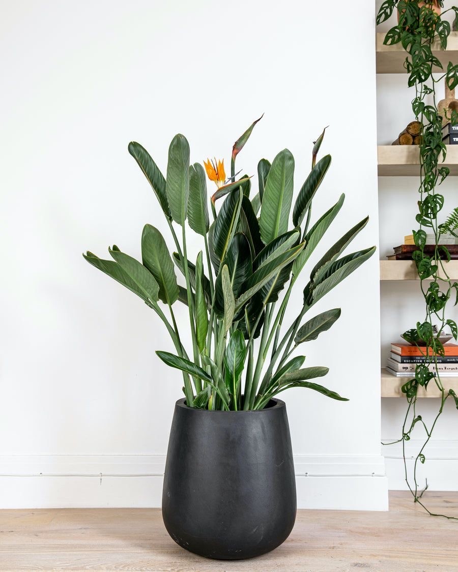 Strelitzia Regiana-Starliçe-Çok  Gövdeli 140-150 cm (Turuncu Çiçek Açan Starliçe)