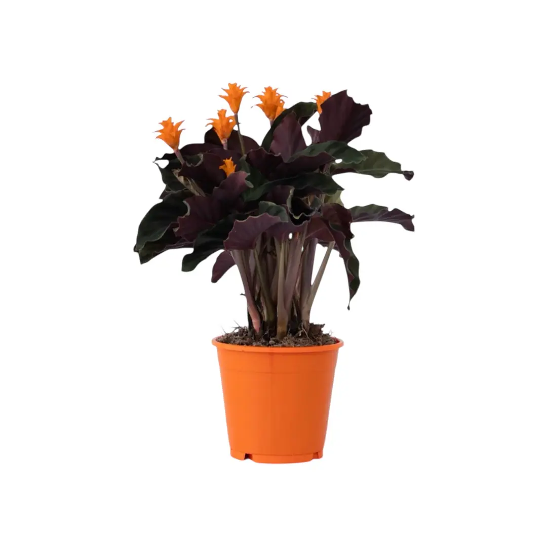 Calathea Crocata