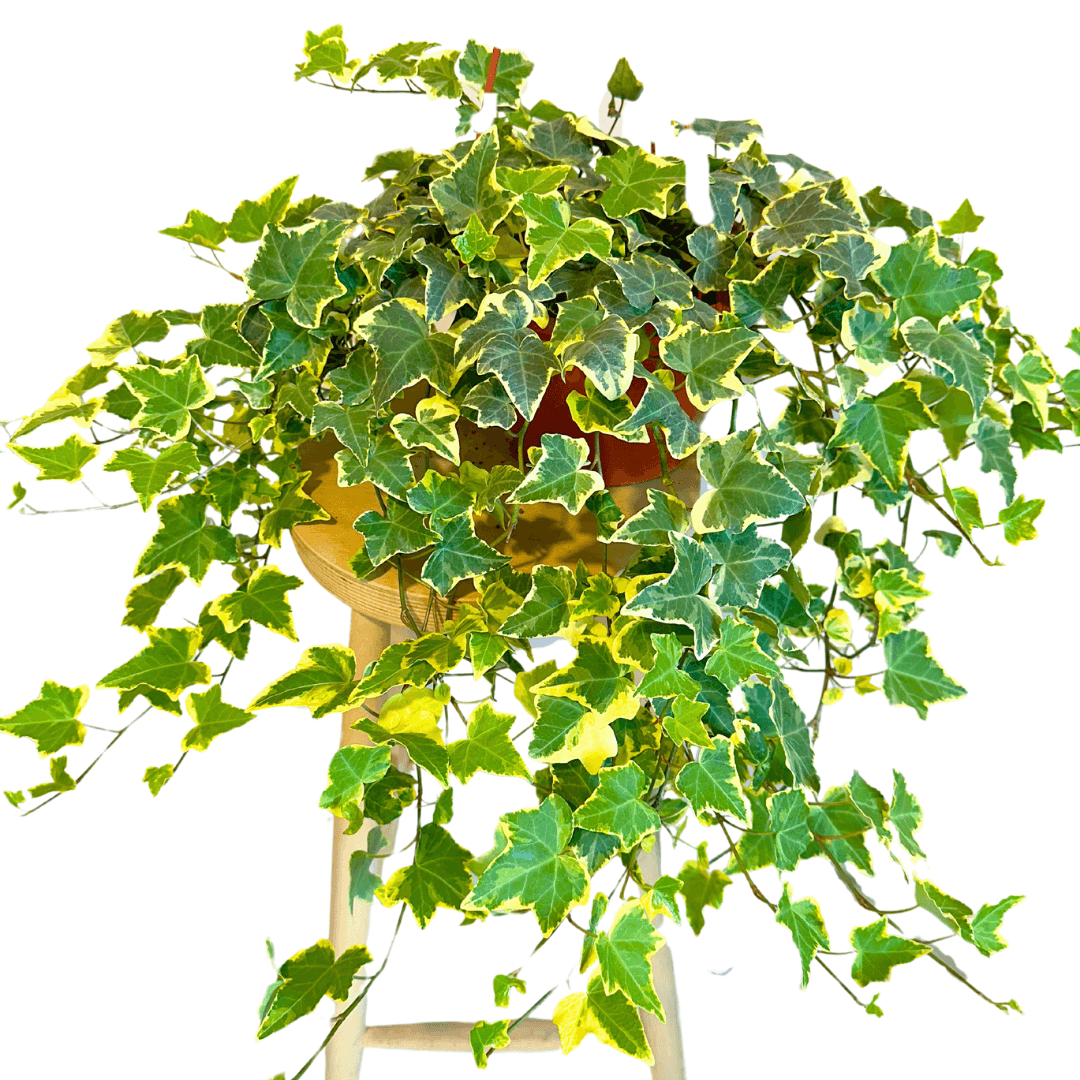 Hedera Helix Variegata XL (Orman Sarmaşığı)