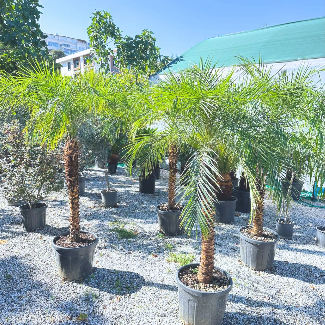  Phoenix Roebelenii 200-210 cm Palmiye (Cüce Fenix)