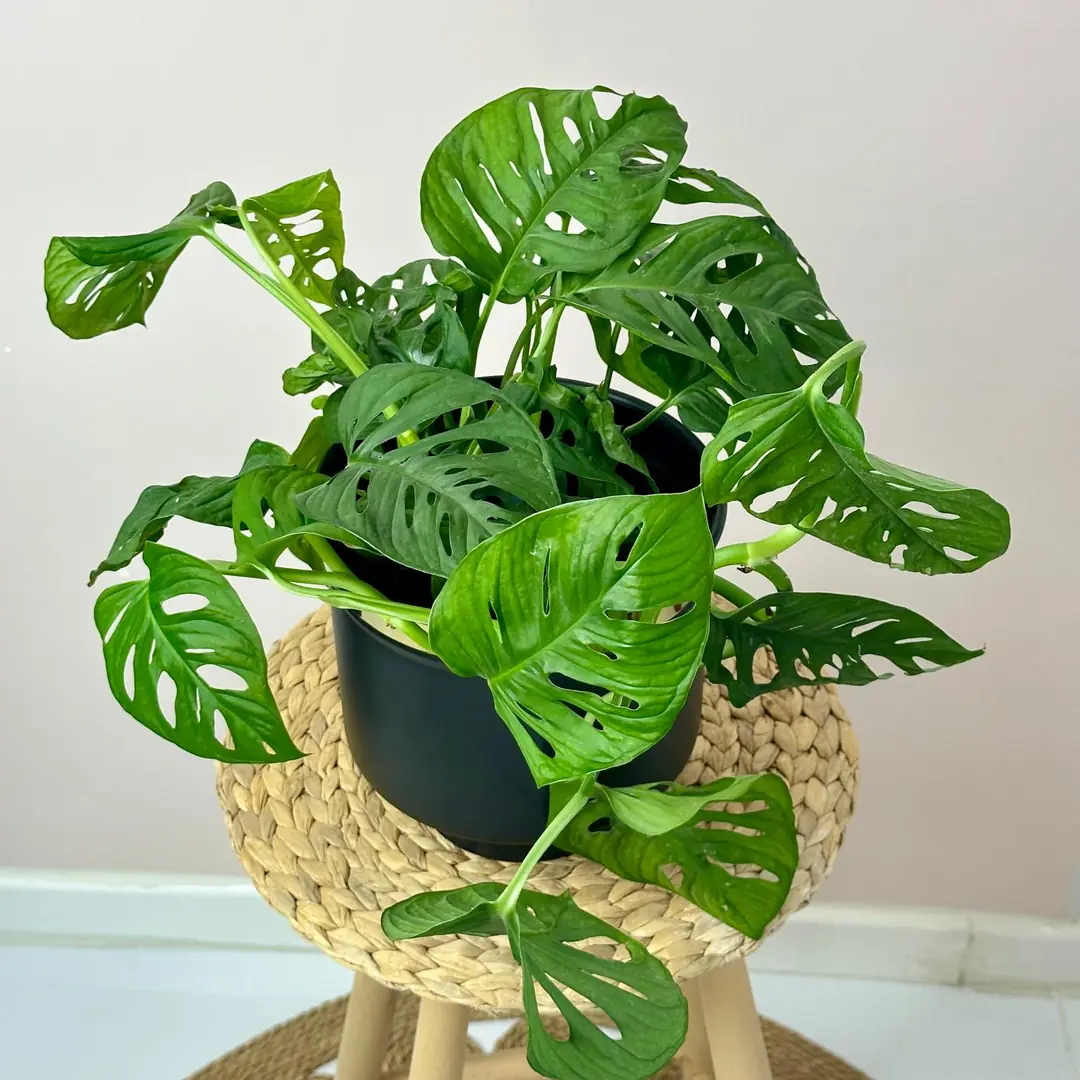 philodendron toxic PHILODENDRON PAINTED LADY 4