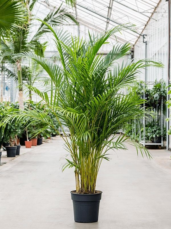 Areca (Areka) Palmiyesi 170-180 cm Dolgun Form İthal