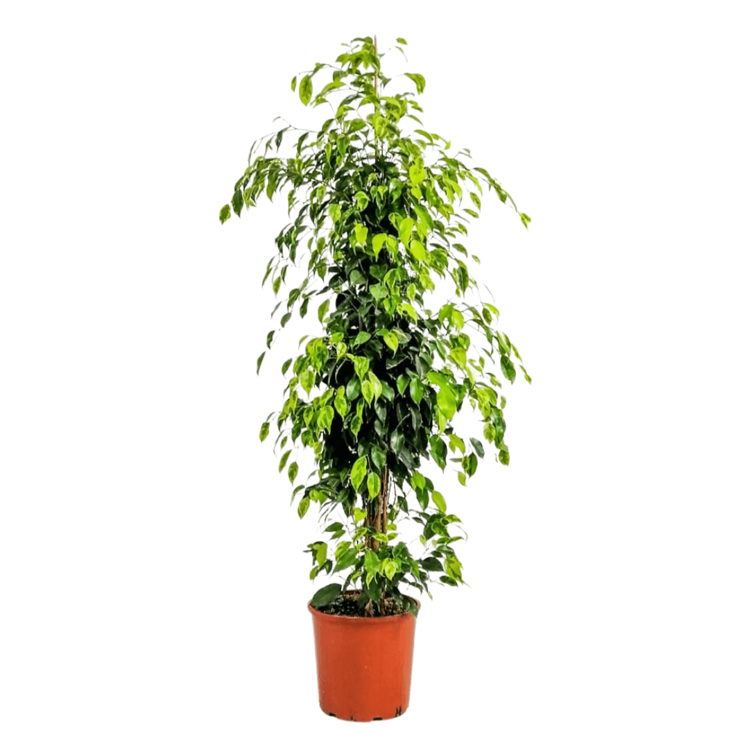 Ficus Benjamin Anastasia 140-150 cm 