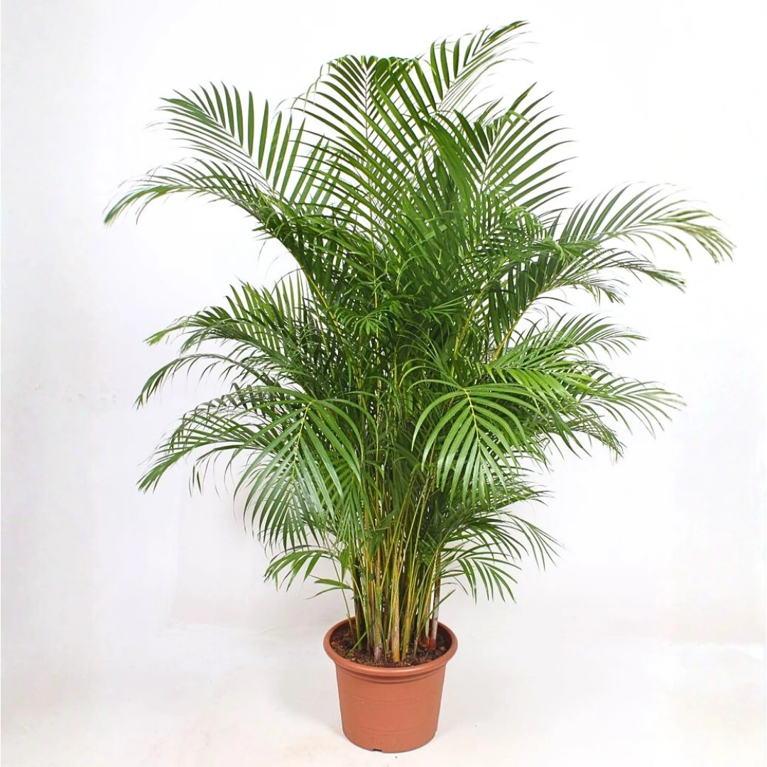 Areca (Areka) Palmiyesi 170-190 cm Extra Dolgun Form İthal