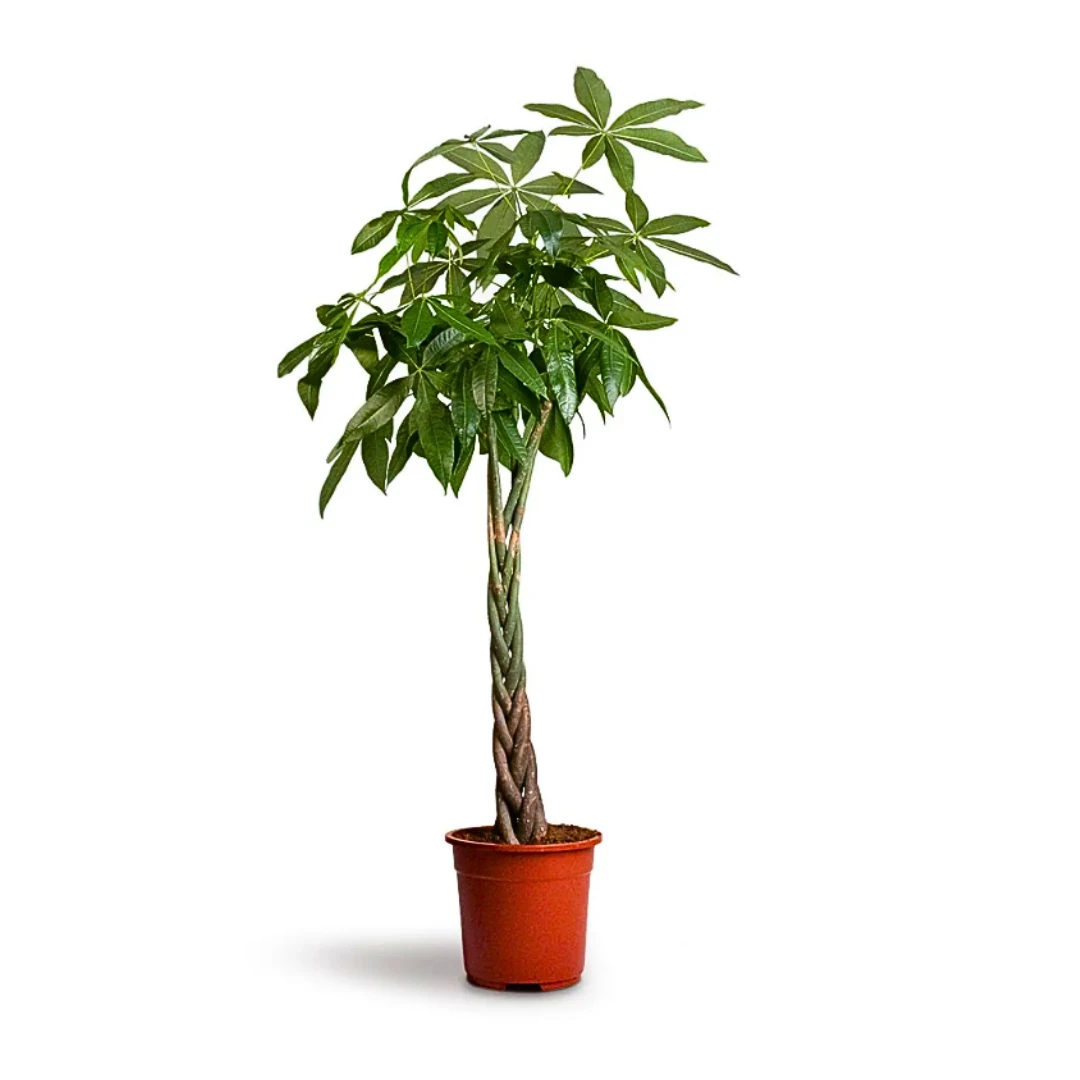 Pachira Aquatica XL (Money Tree-Para Ağacı Kalın Gövdeli) 150-160 cm 