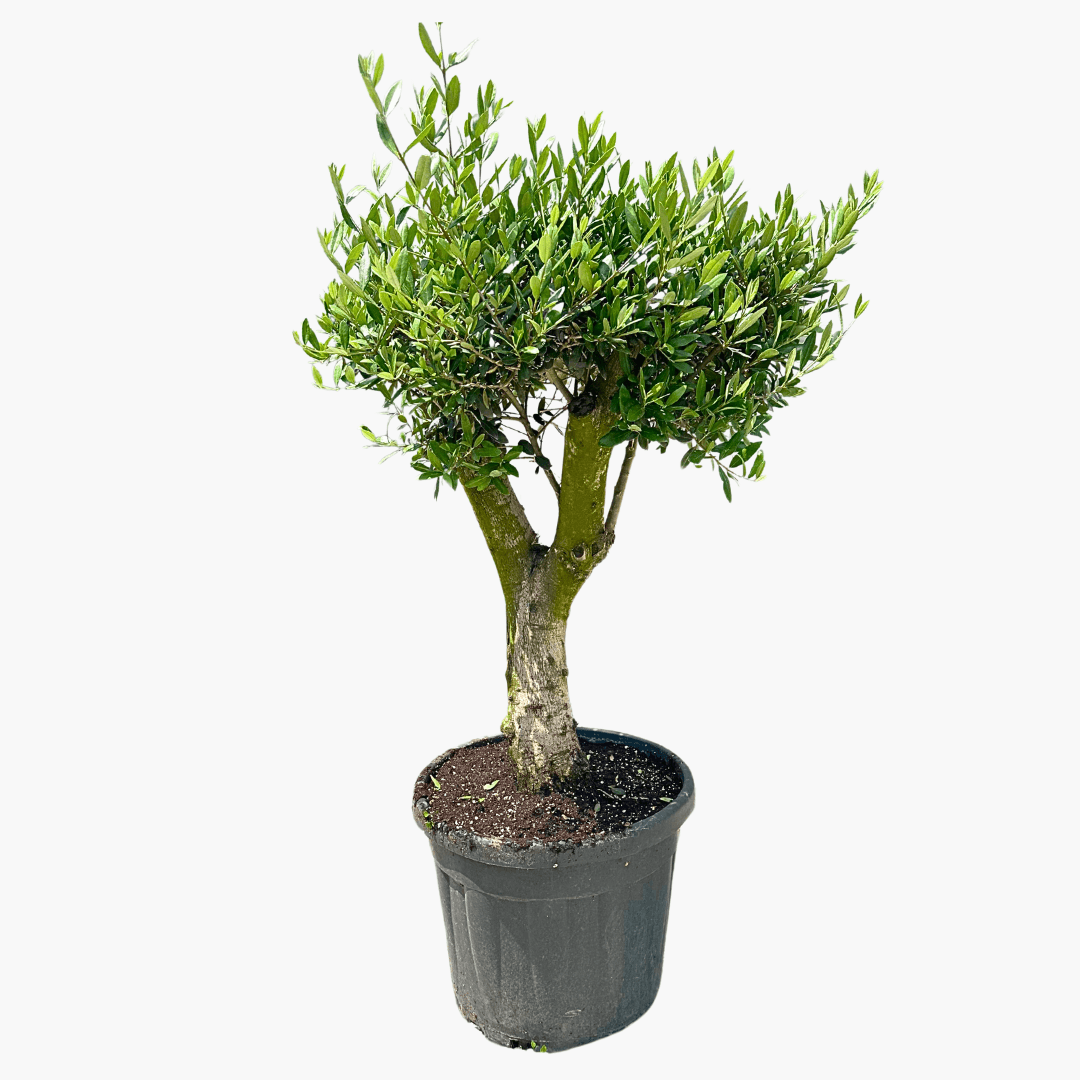 Zeytin Ağacı (Bonsai Form Budanmış) 12-15 Yaş