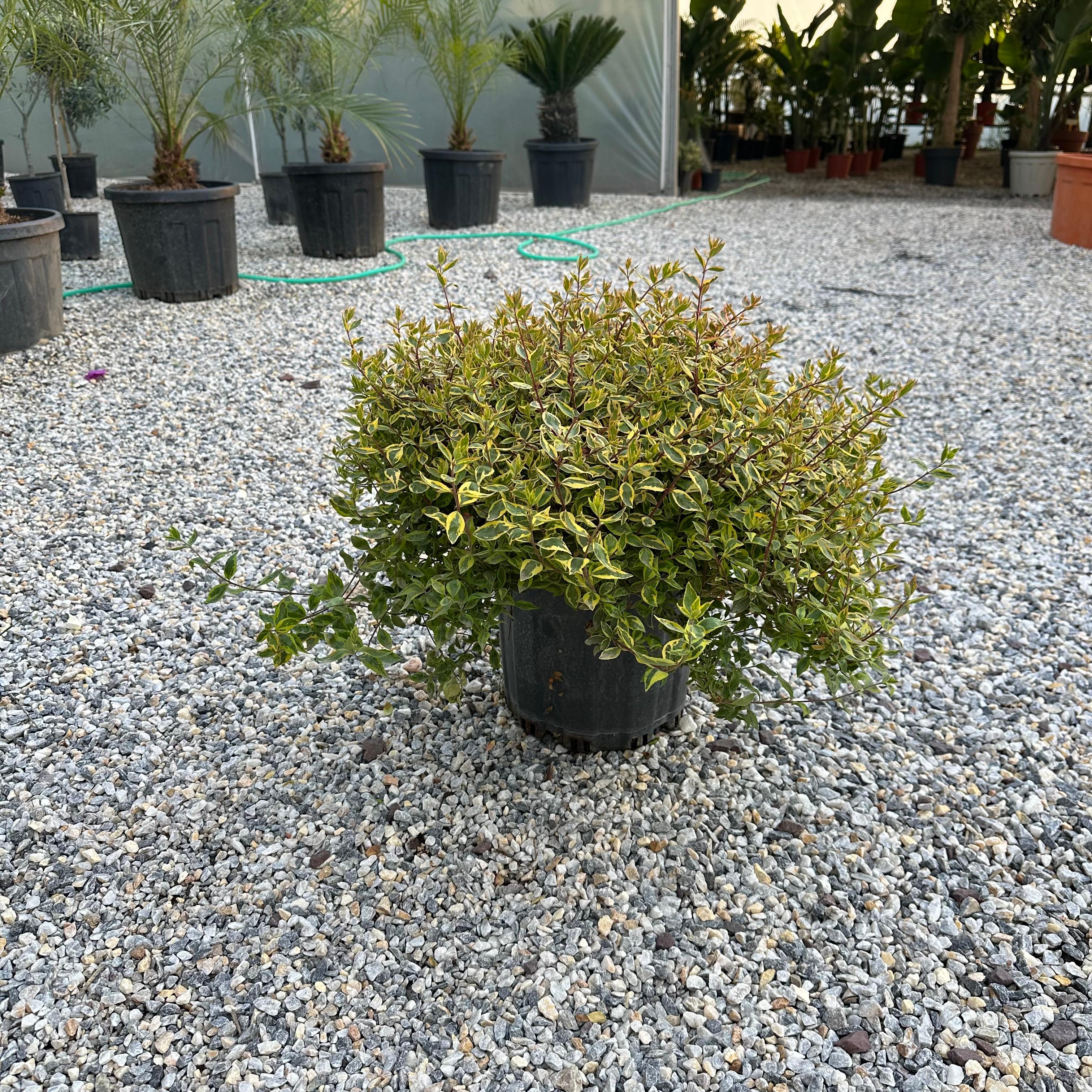 Abelia Grandiflora 'Kaleidoskope' (Sarı Alacalı Güzellik çalısı) XXL 