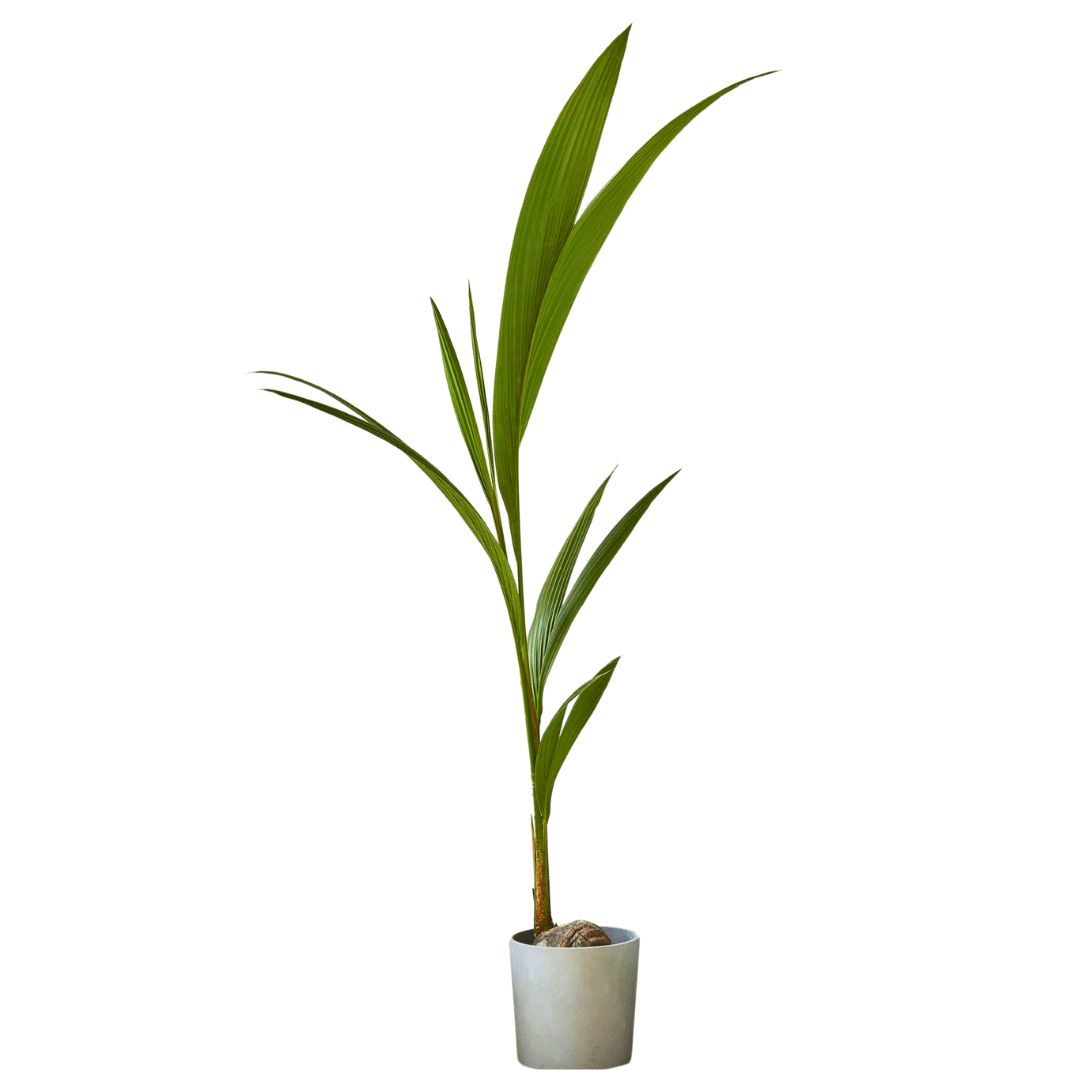 Cocos Nucifera-Hindistan Cevizi Palmiyesi (140-160 Cm )