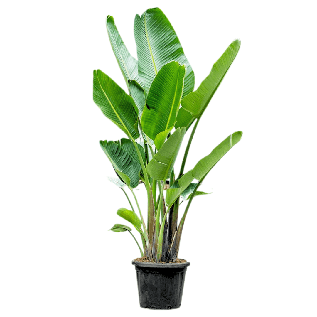 Starliçe (Strelitzia Nicolai) 220-230 cm Üç Gövdeli Beyaz Cennet Kuşu