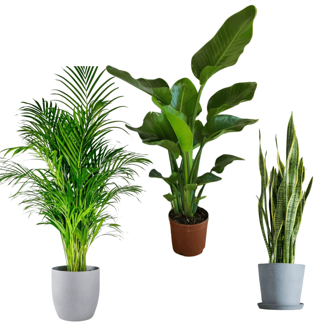 Üçlü Kampanya Set ( 3 Gövdeli Starliçe, Areca Palmiyesi, Sansevieria)