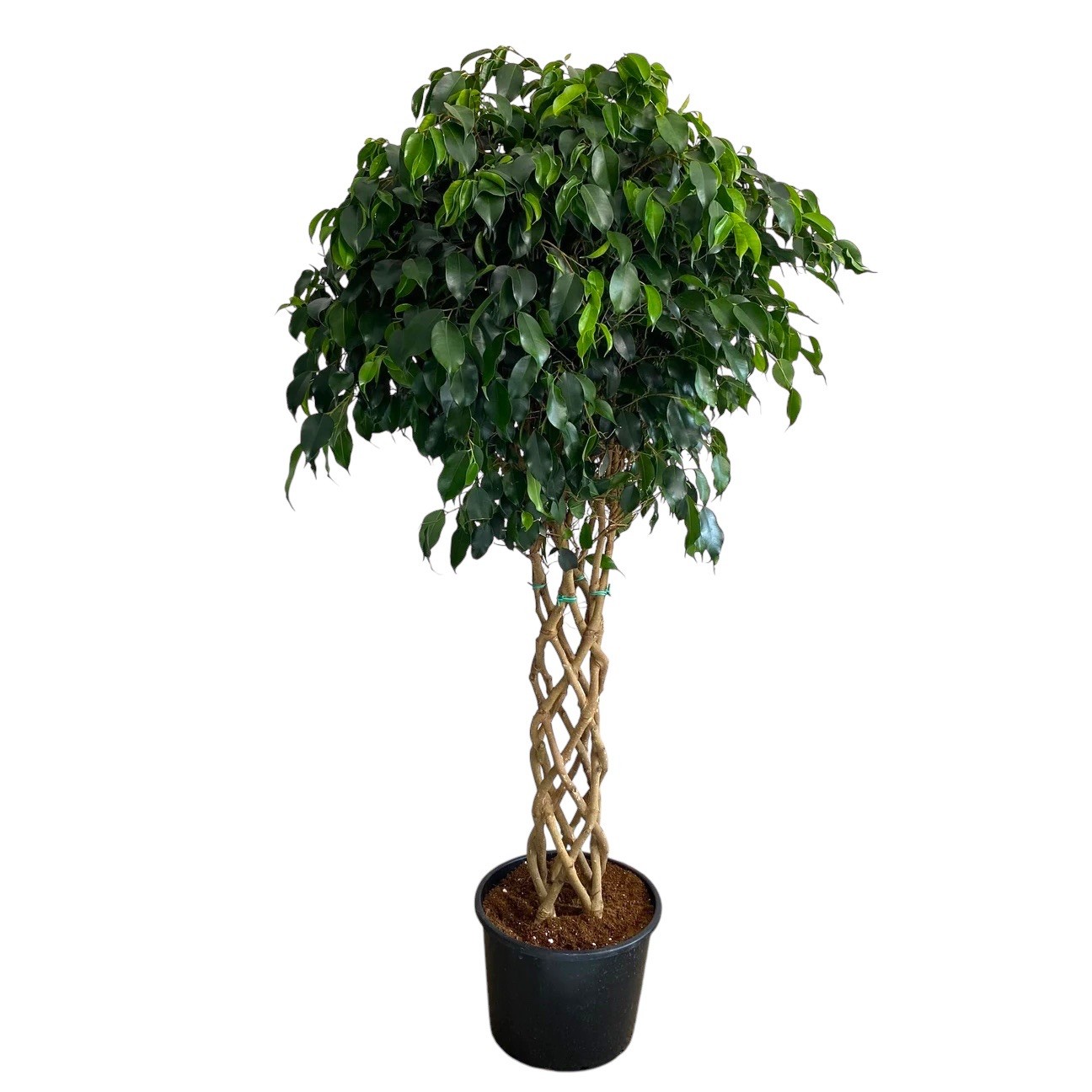 Örgülü Kafes Benjamin XL Ağlayan İncir Ağacı -Ficus Benjamin Danielle 130-140 Cm